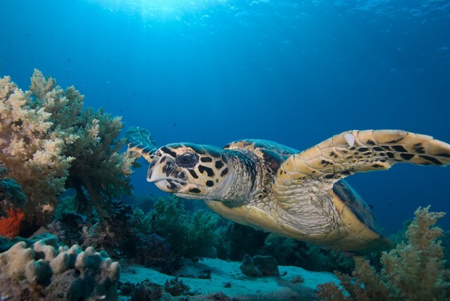 Front view of an adult male Hawksbill turtle